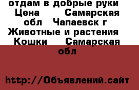 отдам в добрые руки › Цена ­ 1 - Самарская обл., Чапаевск г. Животные и растения » Кошки   . Самарская обл.